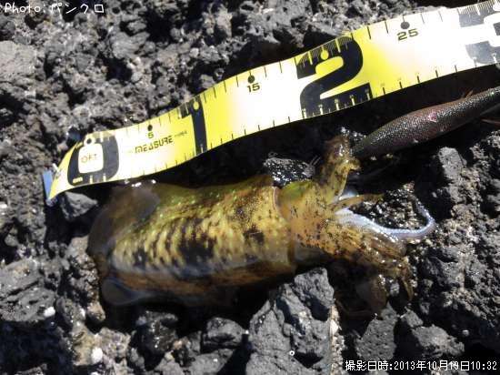 �����ꥤ��