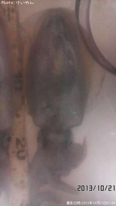 �����ꥤ��