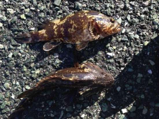 �����Υ���Х�