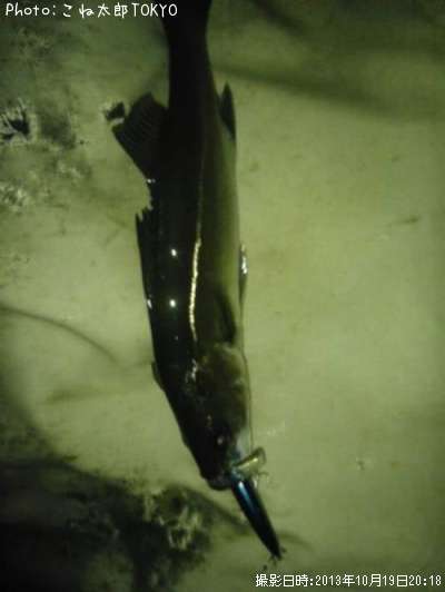 �����Х�