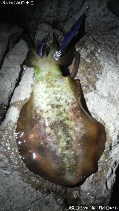 �����ꥤ��