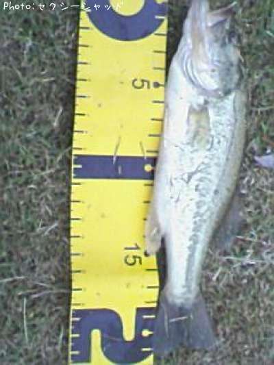 �֥�å��Х�