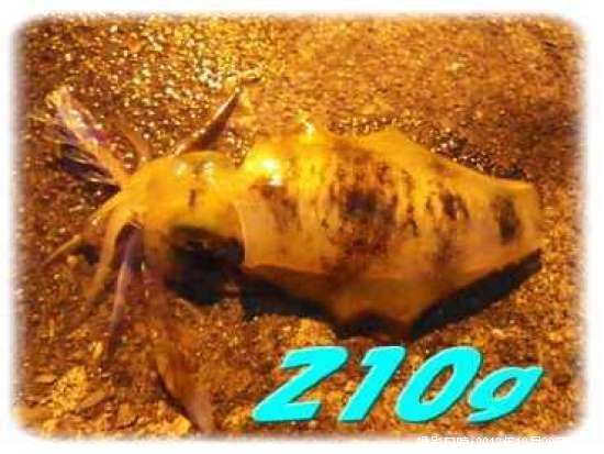 �����ꥤ��