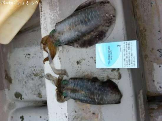 �����ꥤ��