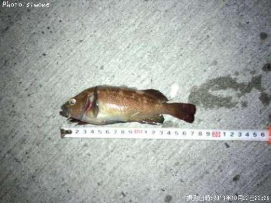 ������Х�