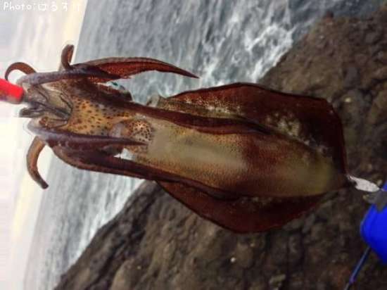 �����ꥤ��