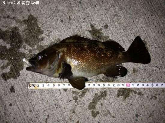 ������Х�