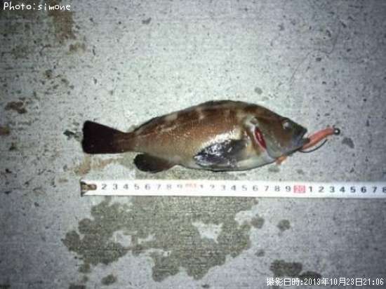 ������Х�