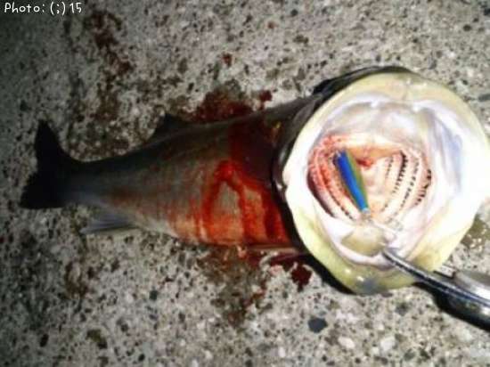 �����Ф�