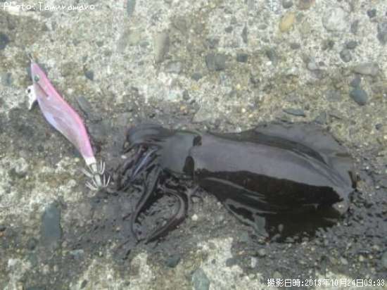 �����ꥤ��