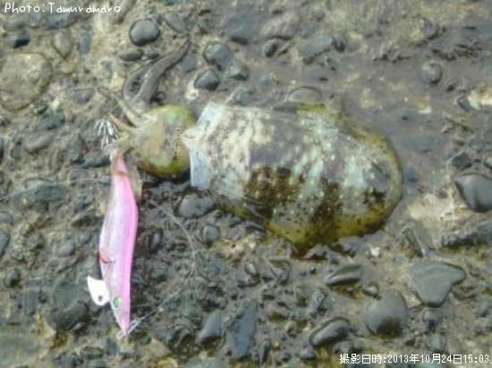 �����ꥤ��