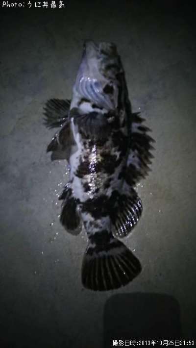 �٥å�������