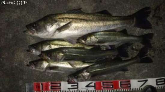 �����Ф�