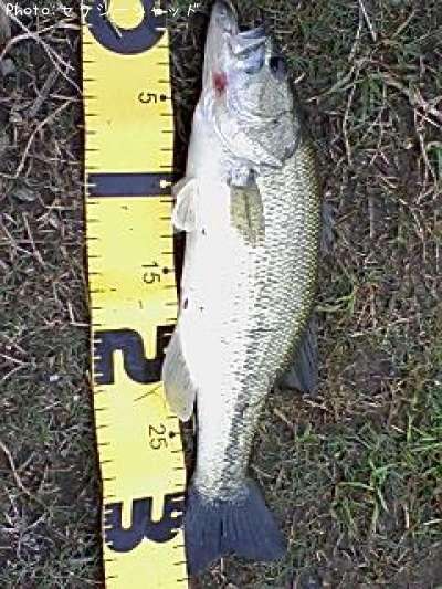 �֥�å��Х�