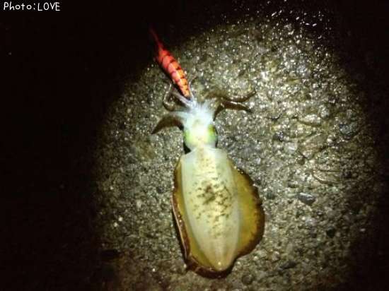 �����ꥤ��