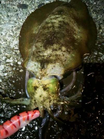 �����ꥤ��