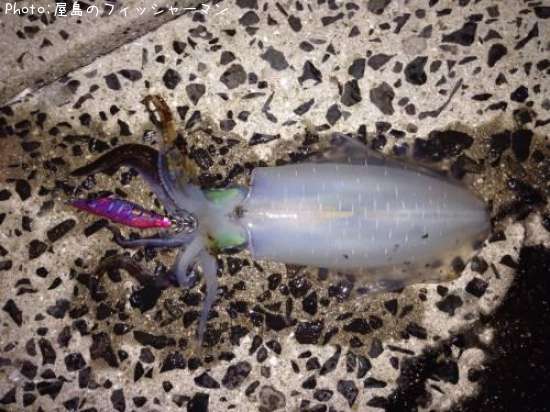 �����ꥤ��