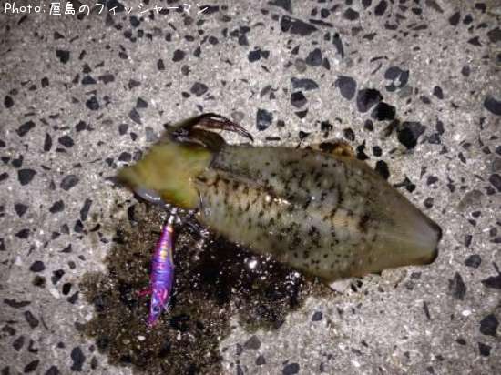 �����ꥤ��