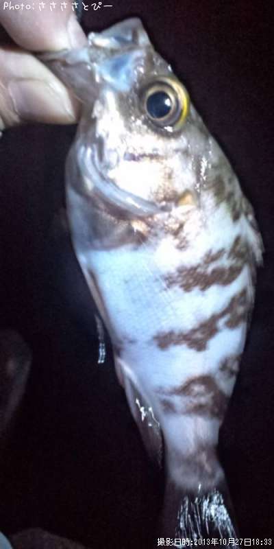 �ܥ���ƨ��