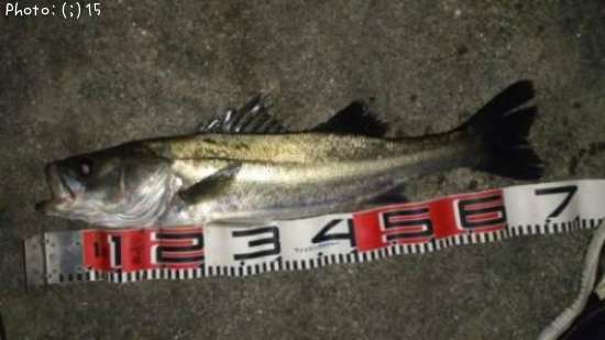 �����Ф�