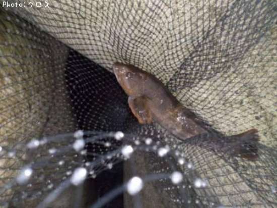 �����ʥ�