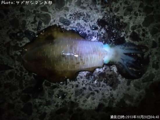 �����ꥤ��