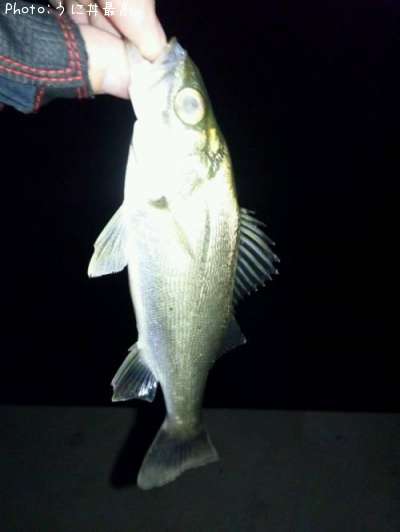 �����Х�