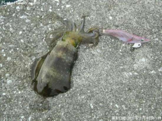 �����ꥤ��