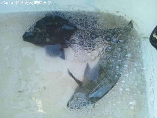 �����᥸��