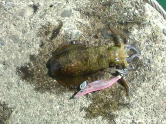 �����ꥤ��