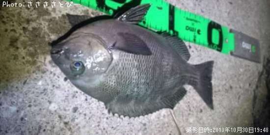 ��Х���᥸�ʡ����ץ���