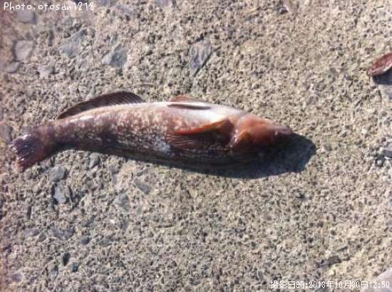 �����ʥ�