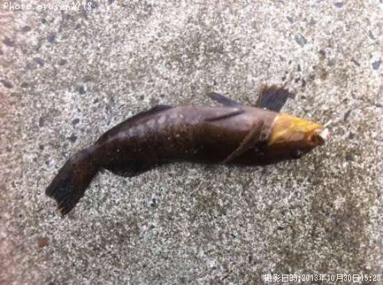 �����ʥ�