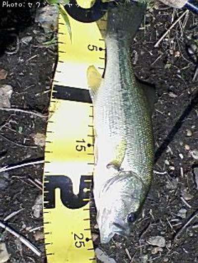 �֥�å��Х�