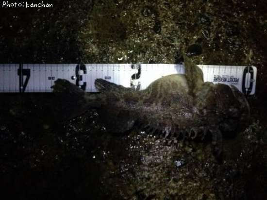 �ȥ��٥ĥ�����