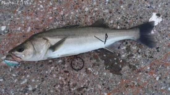 �����Ф�