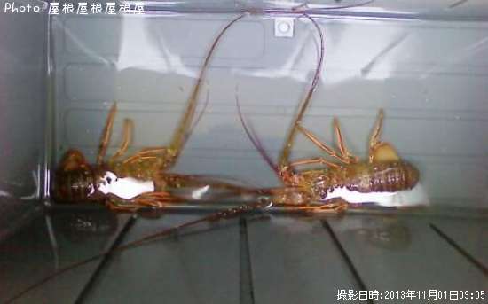 ���ꥬ�ˡʾС�