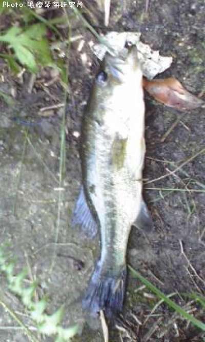 �֥�å��Х�