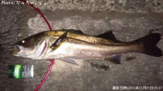 �����Х�