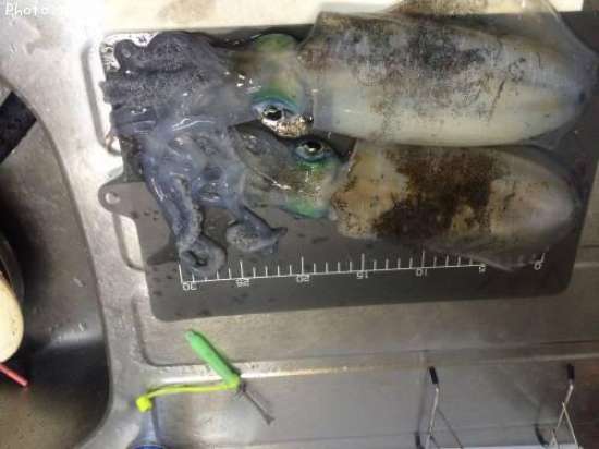 �����ꥤ��