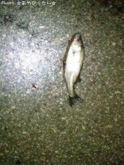 �����Х�