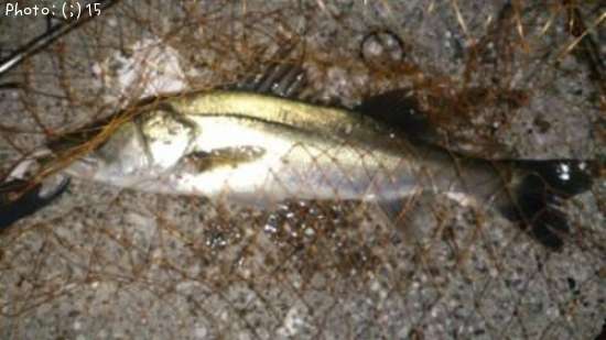 �����Ф�