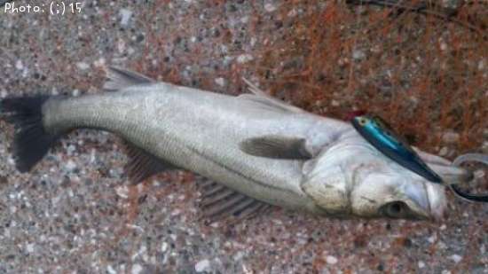 �����Ф�