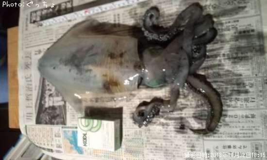 �����ꥤ��