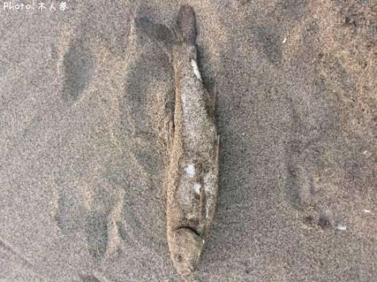 �˥�����