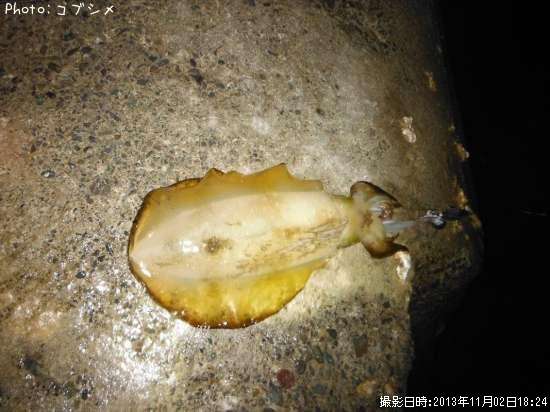 �����ꥤ��