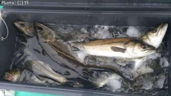 �����Ф�