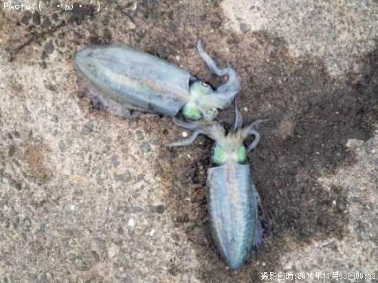 �����ꥤ��