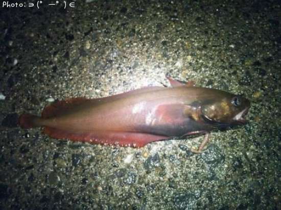 �ɥ󥳡����ʥ�