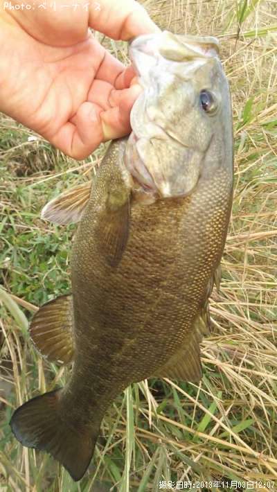 ���⡼��ޥ����Х�